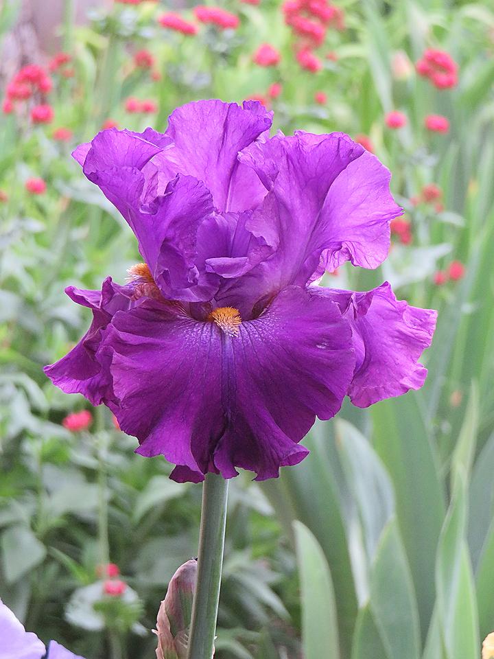 Photo of Tall Bearded Iris (Iris 'Tayberry') uploaded by Bloomers