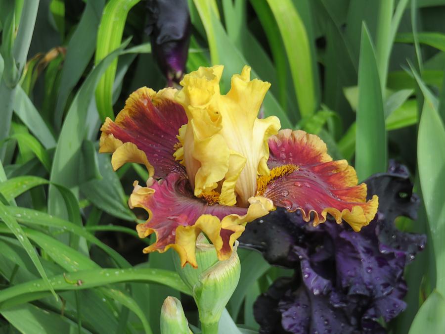 Photo of Tall Bearded Iris (Iris 'Seasons in the Sun') uploaded by Bloomers