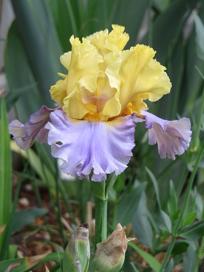Photo of Tall Bearded Iris (Iris 'Swedish Lullaby') uploaded by Bloomers