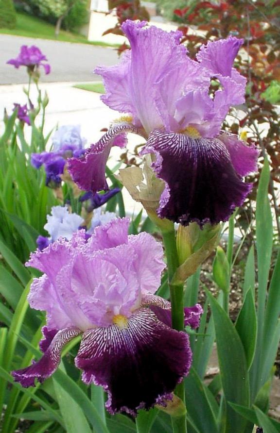Photo of Tall Bearded Iris (Iris 'Street Walker') uploaded by Bloomers