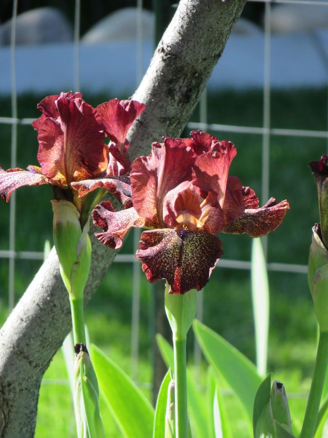 Photo of Intermediate Bearded Iris (Iris 'Starfield') uploaded by Bloomers