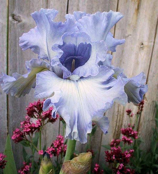 Photo of Tall Bearded Iris (Iris 'Sea Swells') uploaded by Bloomers