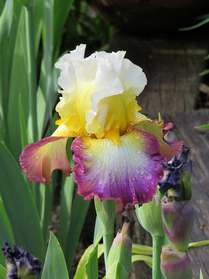 Photo of Tall Bearded Iris (Iris 'Starship Enterprise') uploaded by Bloomers