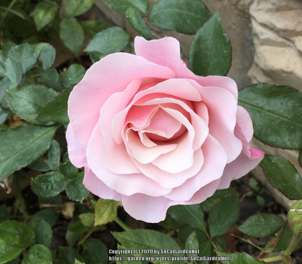 Photo of Rose (Rosa 'Our Lady of Guadalupe') uploaded by SoCalGardenNut