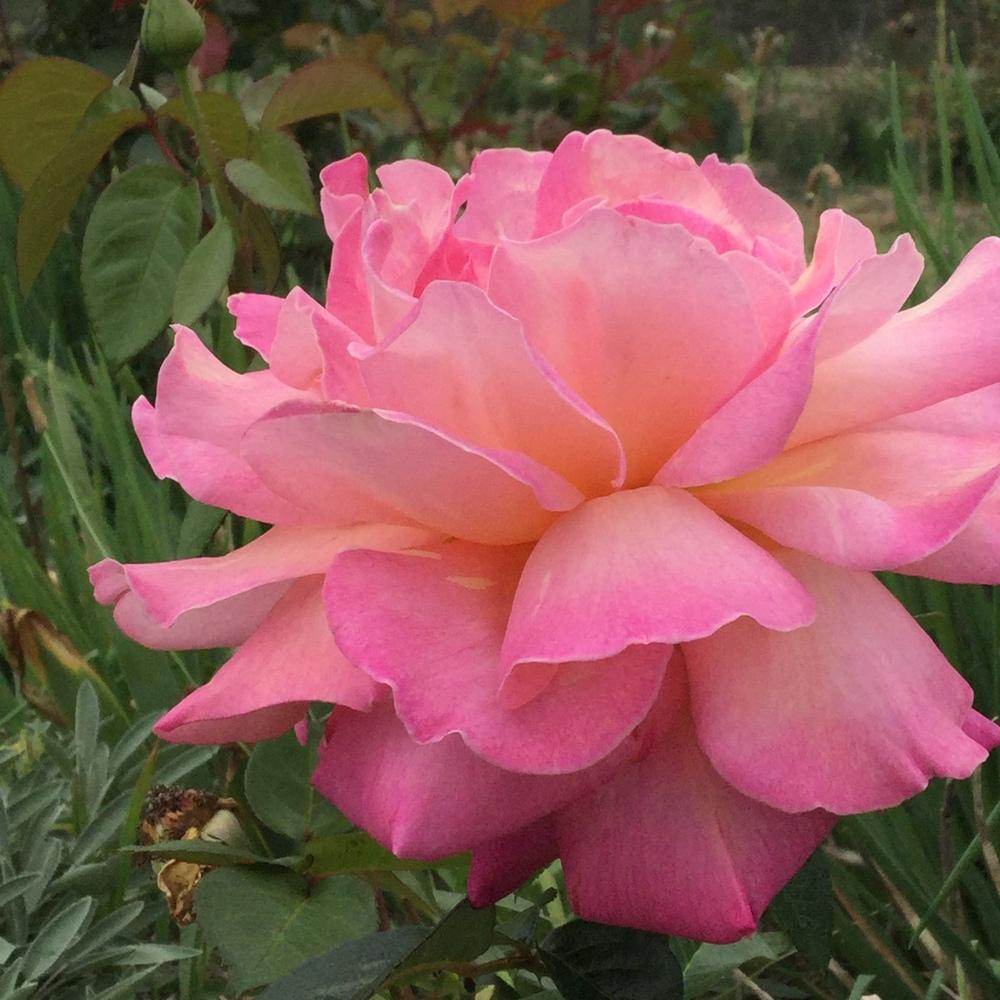 Photo of Rose (Rosa 'Chicago Peace') uploaded by BigJackMountain