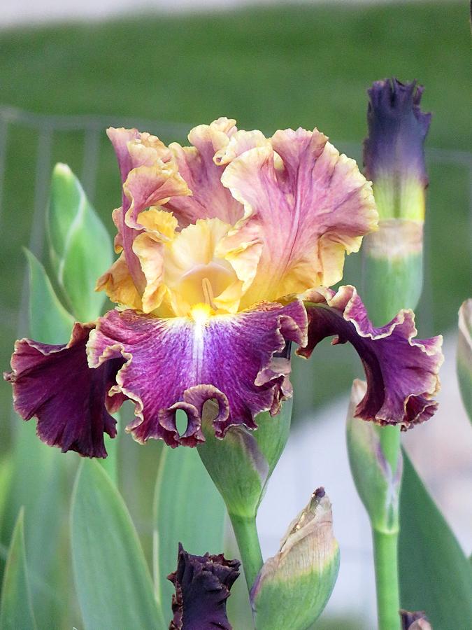 Photo of Tall Bearded Iris (Iris 'High Master') uploaded by Bloomers