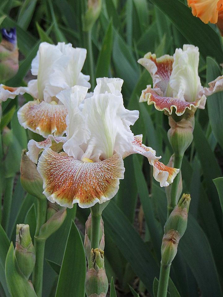 Photo of Tall Bearded Iris (Iris 'Owyhee Desert') uploaded by Bloomers