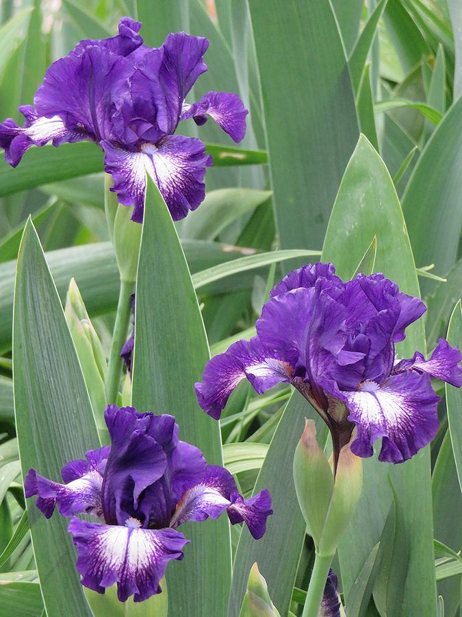 Photo of Intermediate Bearded Iris (Iris 'Starwoman') uploaded by Bloomers