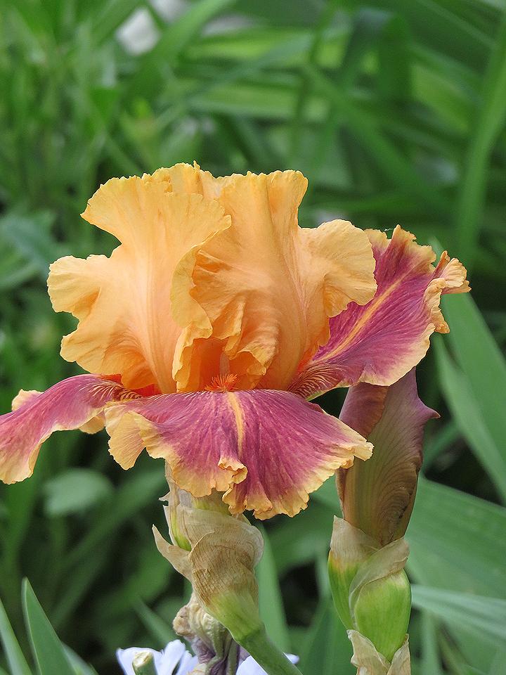 Photo of Tall Bearded Iris (Iris 'Aardvark Lark') uploaded by Bloomers