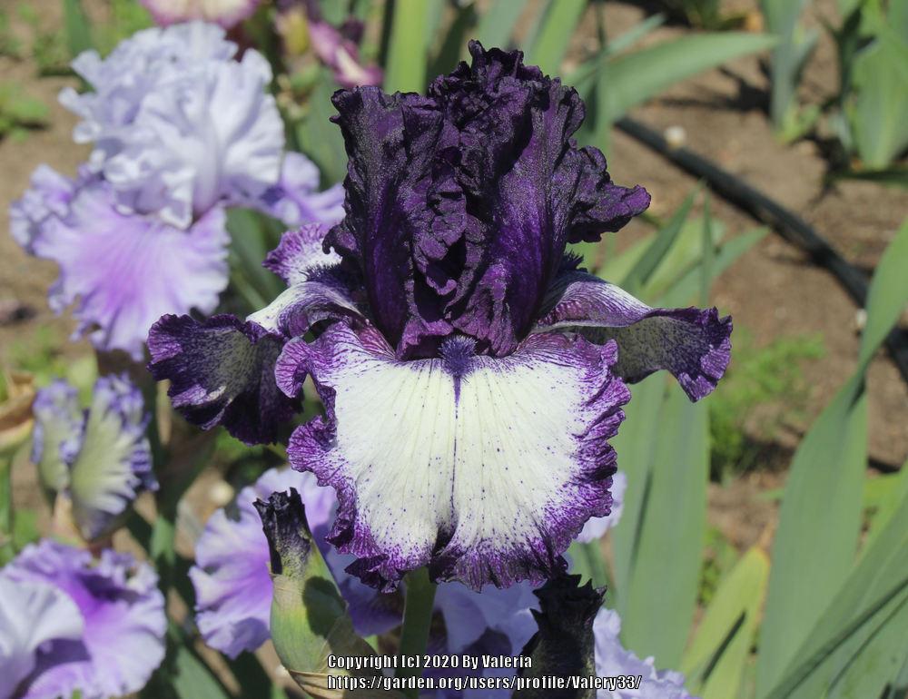 Photo of Tall Bearded Iris (Iris 'Grapetizer') uploaded by Valery33