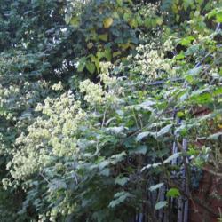 Location: My North Yorkshire Garden
Date: 2019-10
This amazing clematis grows to the top of a 15ft tree every year 