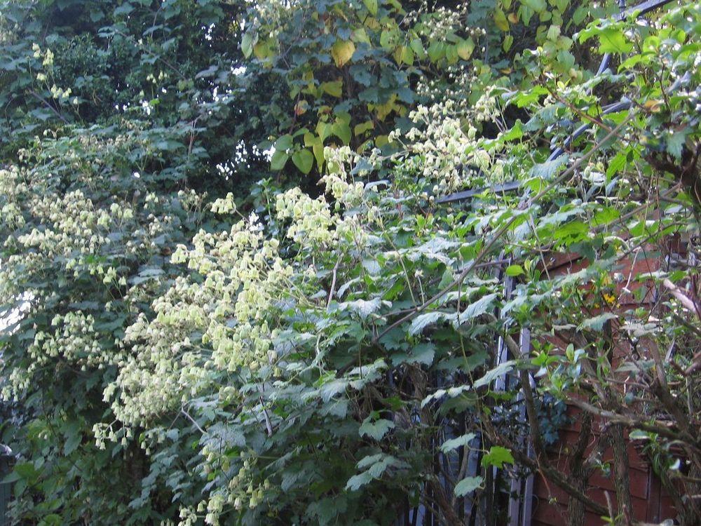 Photo of Clematis (Clematis rehderiana) uploaded by Yorkshirelass