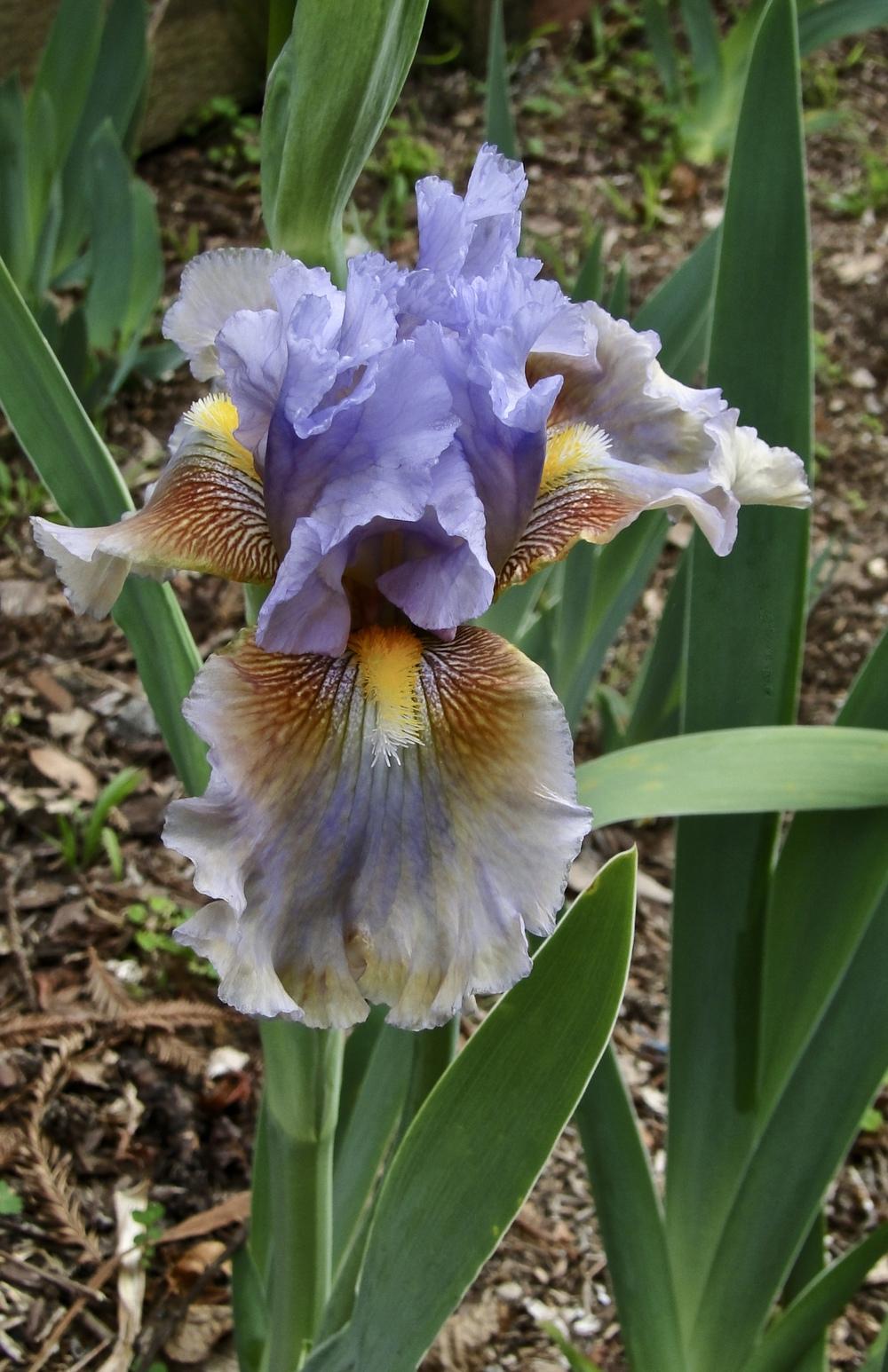 Photo of Tall Bearded Iris (Iris 'Cow Palace') uploaded by golden_goddess