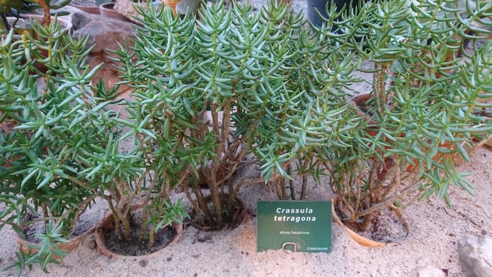 Photo of Miniature Pine Tree (Crassula tetragona) uploaded by zielonykaktus