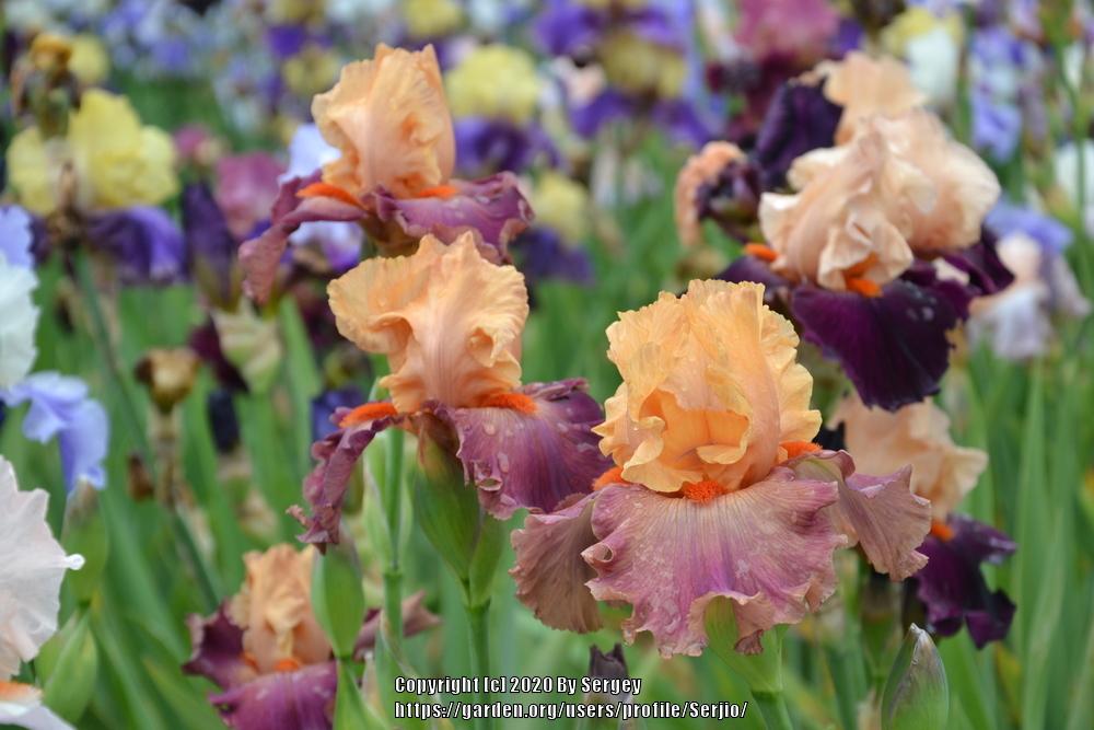 Photo of Tall Bearded Iris (Iris 'Rio') uploaded by Serjio