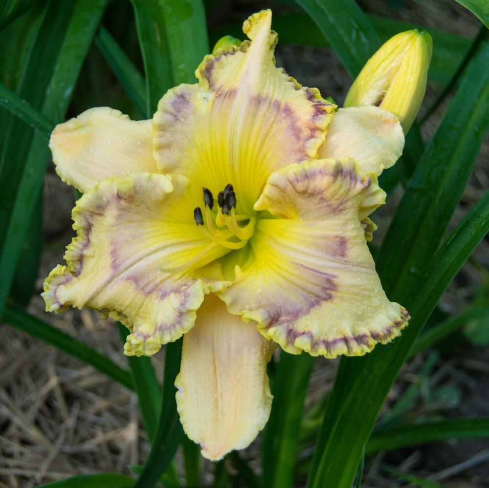 Photo of Daylily (Hemerocallis 'Golden-breasted Starling') uploaded by samhain10