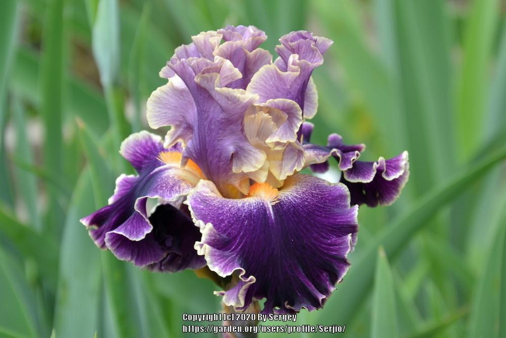 Photo of Tall Bearded Iris (Iris 'Secret Recipe') uploaded by Serjio