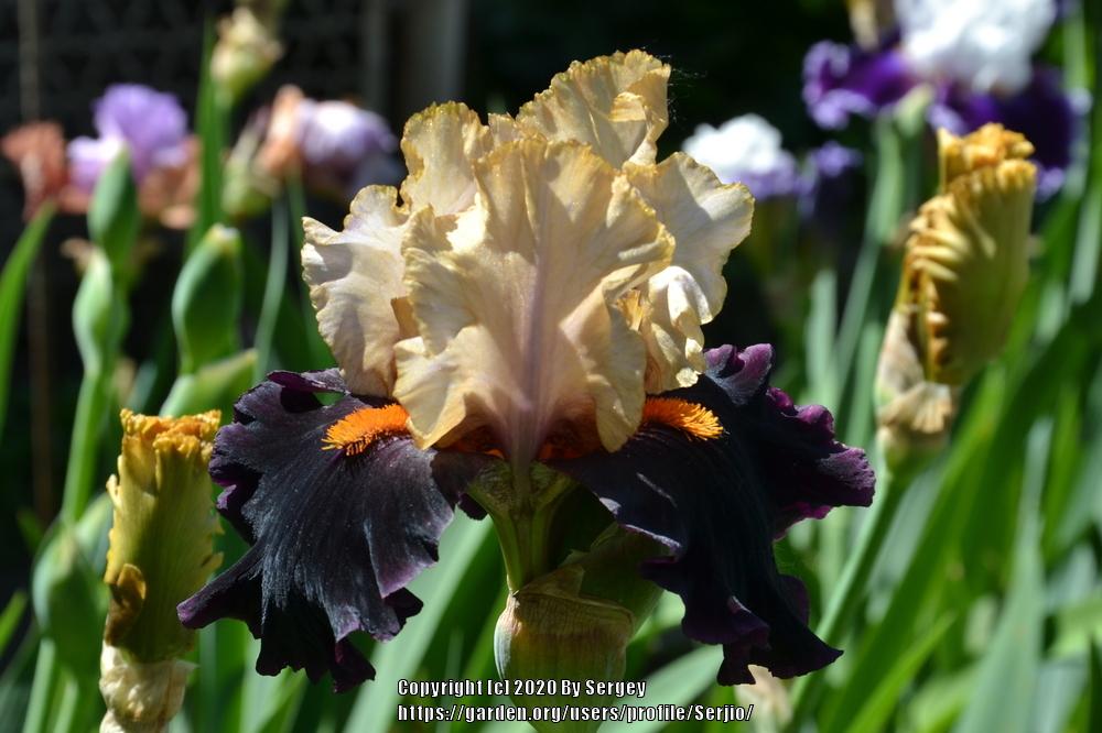Photo of Tall Bearded Iris (Iris 'Secret Service') uploaded by Serjio