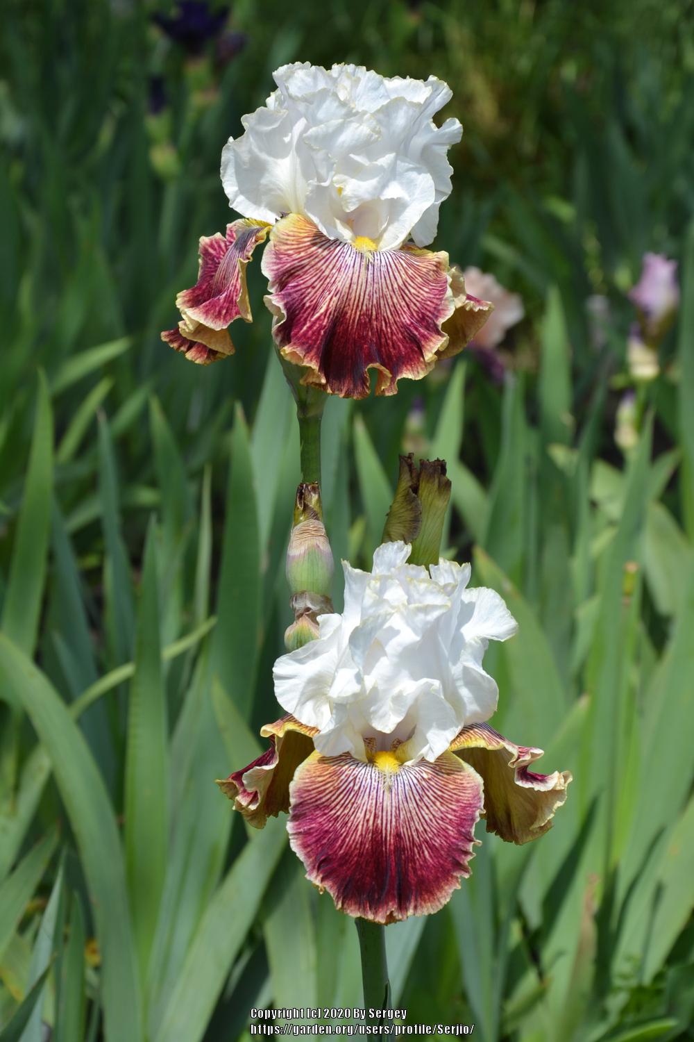 Photo of Tall Bearded Iris (Iris 'Scatterbrain') uploaded by Serjio