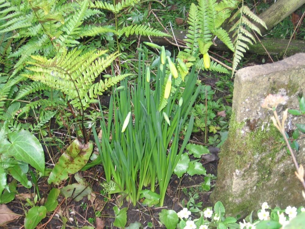 Photo of Cyclamineus Daffodil (Narcissus 'Tweety Bird') uploaded by Yorkshirelass