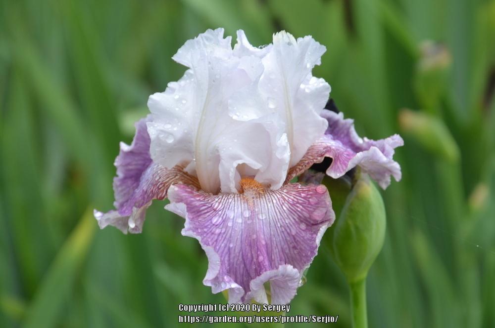 Photo of Tall Bearded Iris (Iris 'Sharp Edge') uploaded by Serjio