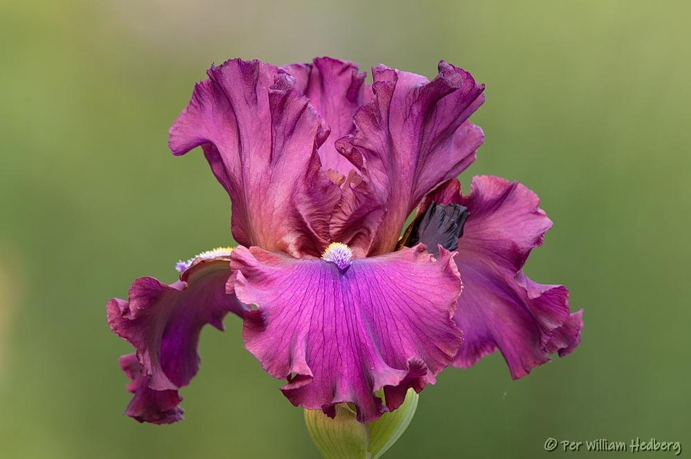 Photo of Tall Bearded Iris (Iris 'Hook') uploaded by William