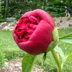 Location: Peony Garden at Nichols Arboretum, Ann Arbor, Michigan
Date: 2018-05-26
Peony Diana Parks - a bud with an ant visitor