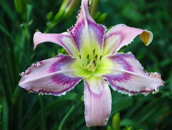 Photo of Daylily (Hemerocallis 'Entwined in the Vine') uploaded by shive1