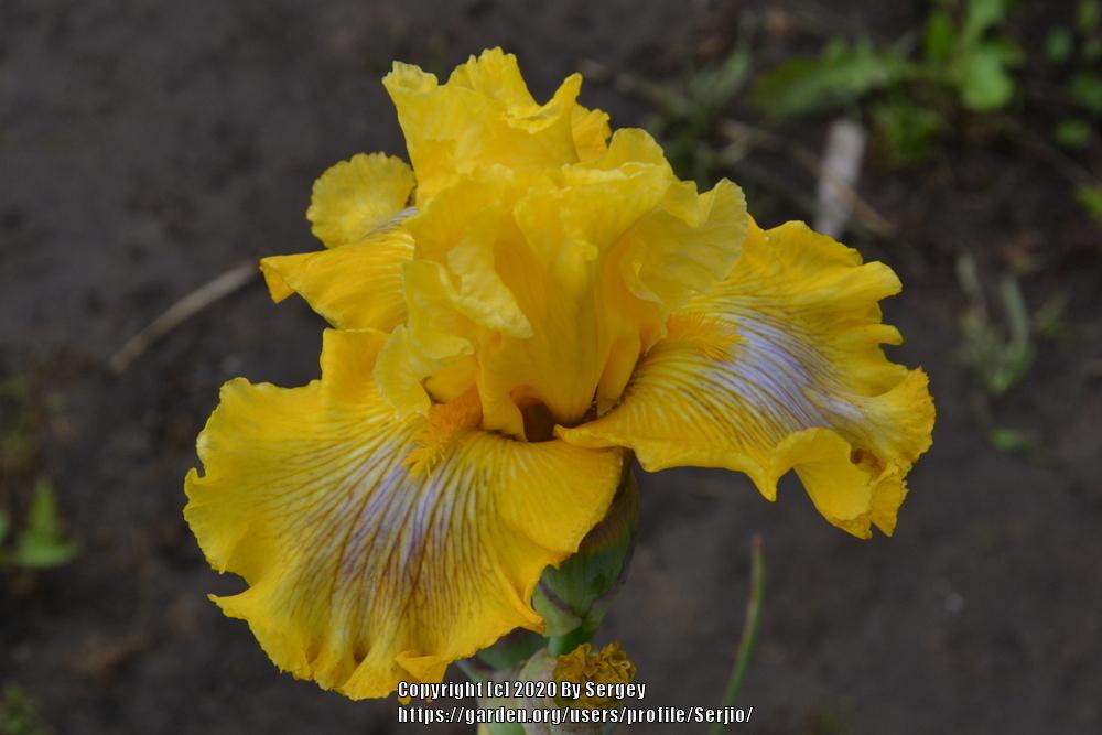 Photo of Tall Bearded Iris (Iris 'Smart Money') uploaded by Serjio