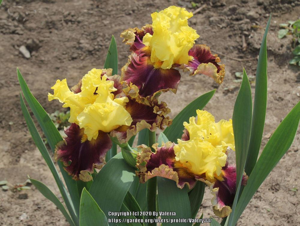 Photo of Tall Bearded Iris (Iris 'In the News') uploaded by Valery33