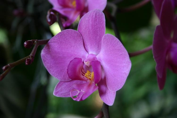 Photo of Moth Orchid (Phalaenopsis) uploaded by jathton