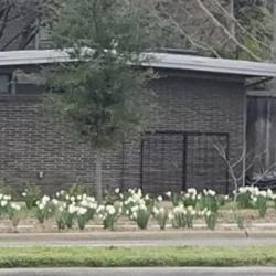 Location: my yard
Date: 2020-03-03
a field of daffodils in the city