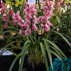 Location: Cymbidium Orchid Society of Victoria Spring Show, Melbourne, Victoria, Australia
Date: 2019-09-14
Rincon hybrid mislabelled as (Rincon 'Clarisse' (4n) X Rincon Fai