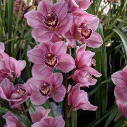 Location: Cymbidium Orchid Society of Victoria Spring Show, Melbourne, Victoria, Australia
Date: 2019-09-14
Rincon 'Clarisse' (4N) X Rincon Fairy 'Pink Princess'. Part of th