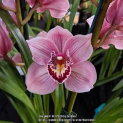 Location: Cymbidium Orchid Society of Victoria Spring Show, Melbourne, Victoria, Australia
Date: 2019-09-14
Rincon hybrid mislabelled as (Rincon 'Clarisse' (4n) X Rincon Fai