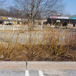 Location: Exton, Pennsylvania
Date: 2020-03-01
row in wet drainage area of parking lot island