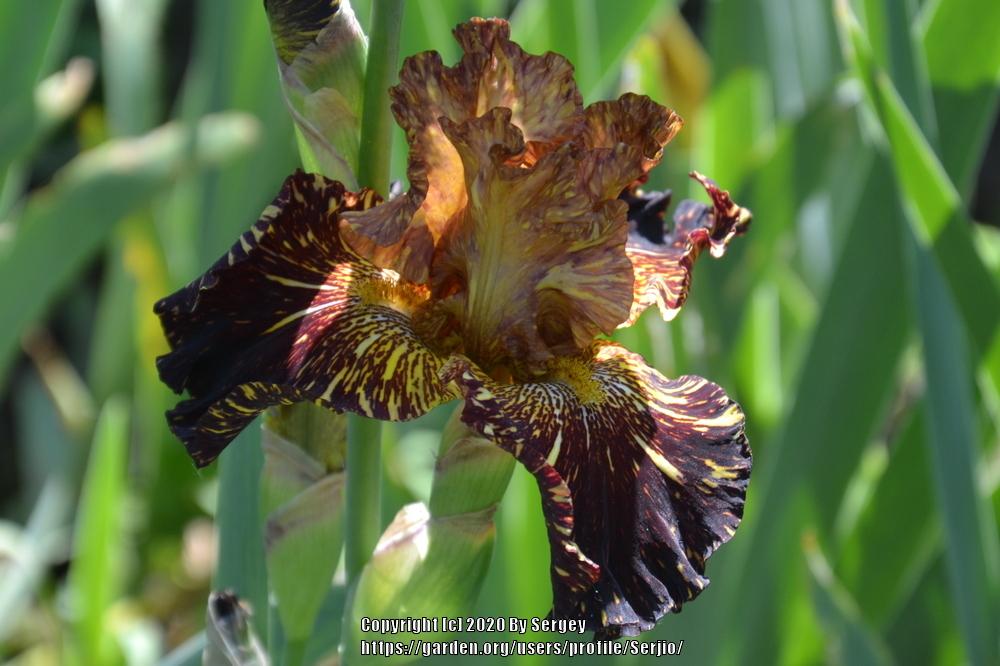 Photo of Tall Bearded Iris (Iris 'Spiced Tiger') uploaded by Serjio