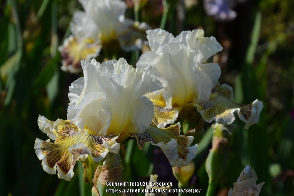 Photo of Tall Bearded Iris (Iris 'Spring Madness') uploaded by Serjio