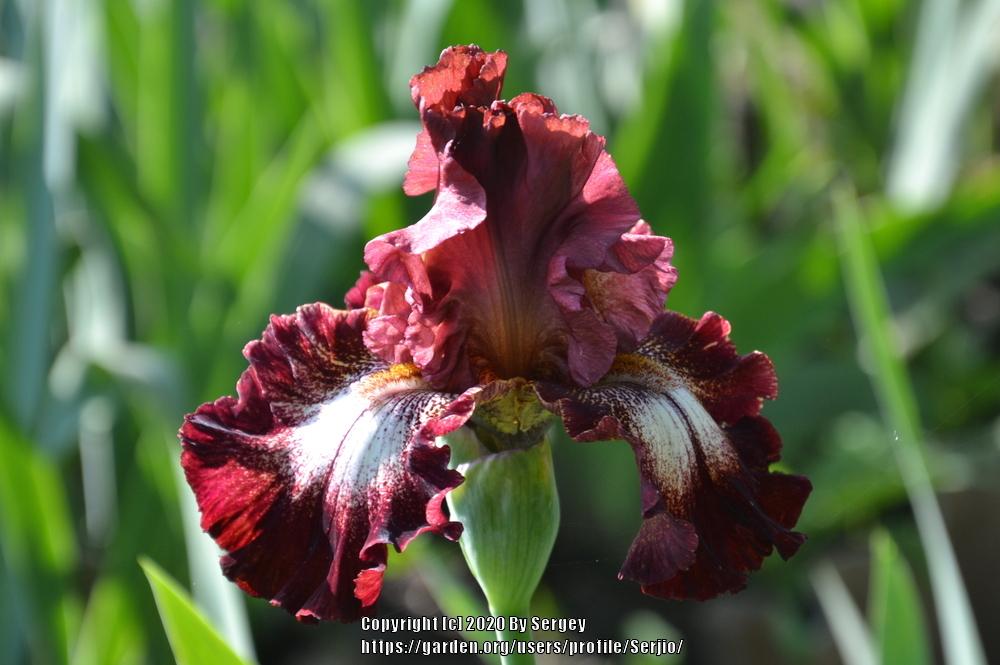 Photo of Tall Bearded Iris (Iris 'Spice Lord') uploaded by Serjio