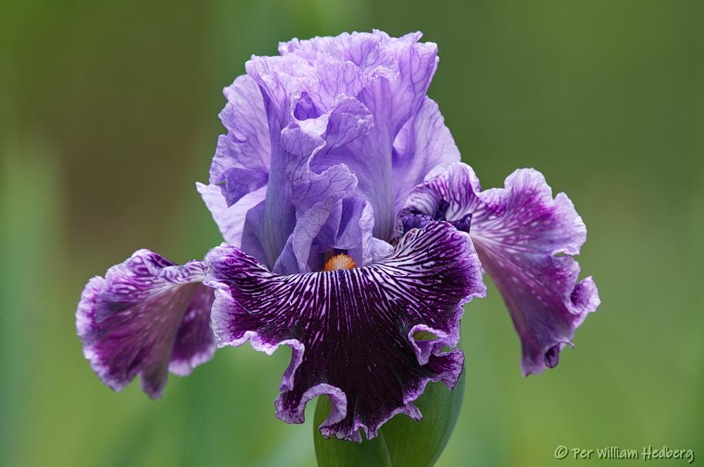 Photo of Tall Bearded Iris (Iris 'Captain Thunderbolt') uploaded by William