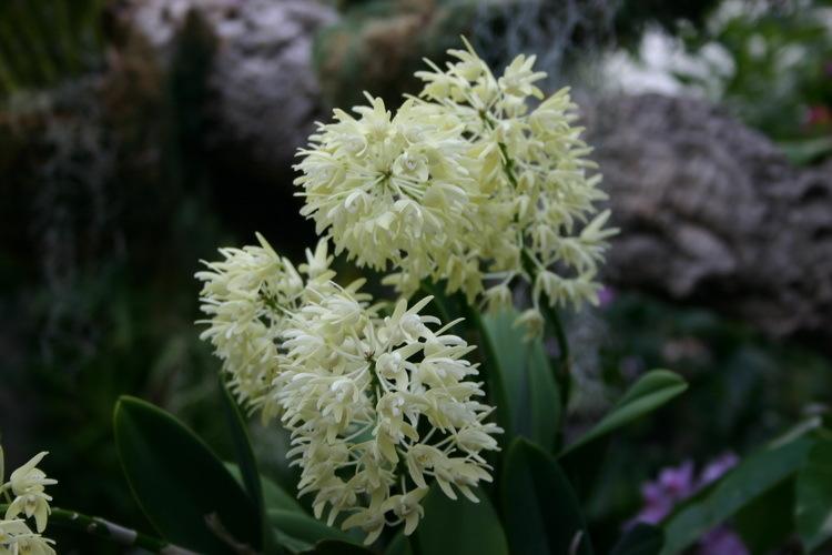 Photo of King Orchid (Dendrobium speciosum) uploaded by jathton
