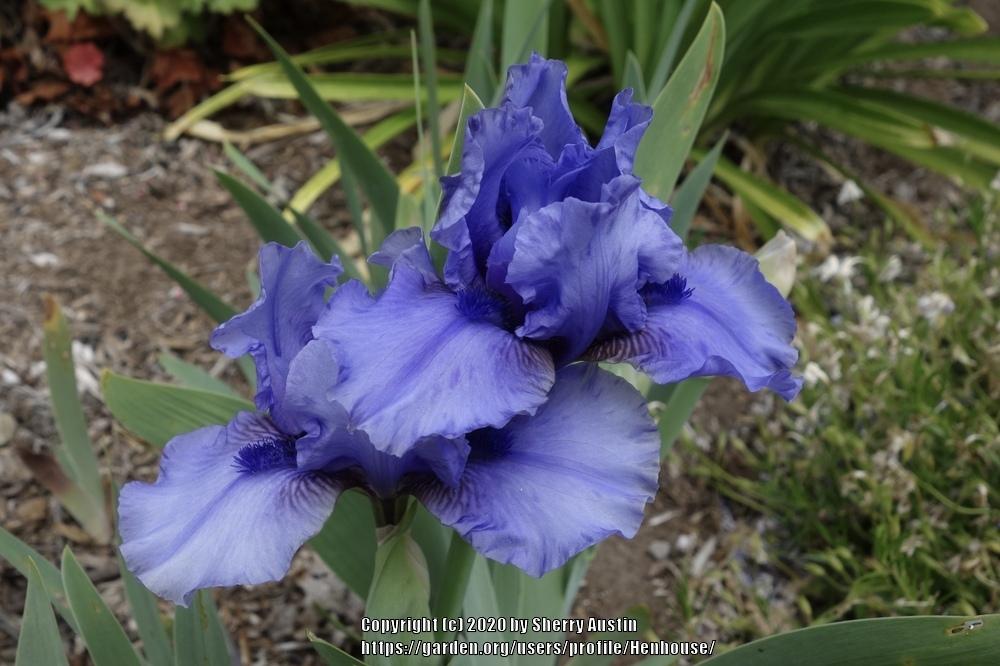 Photo of Intermediate Bearded Iris (Iris 'Threatening') uploaded by Henhouse