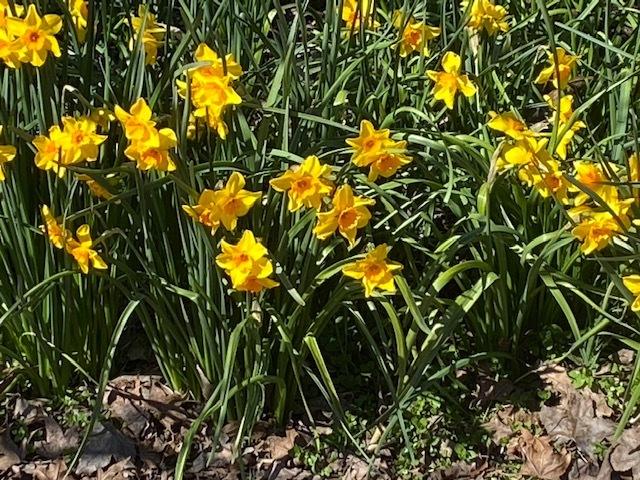 Photo of Jonquilla Daffodil (Narcissus 'Pappy George') uploaded by SL_gardener