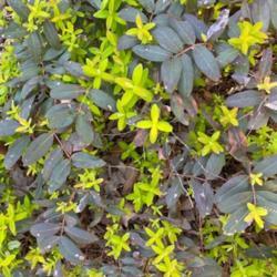 Location: Raulston Arboretum North Carolina
Date: 2020-03-08
Mature purplish foliage contrasts with golden new foliage