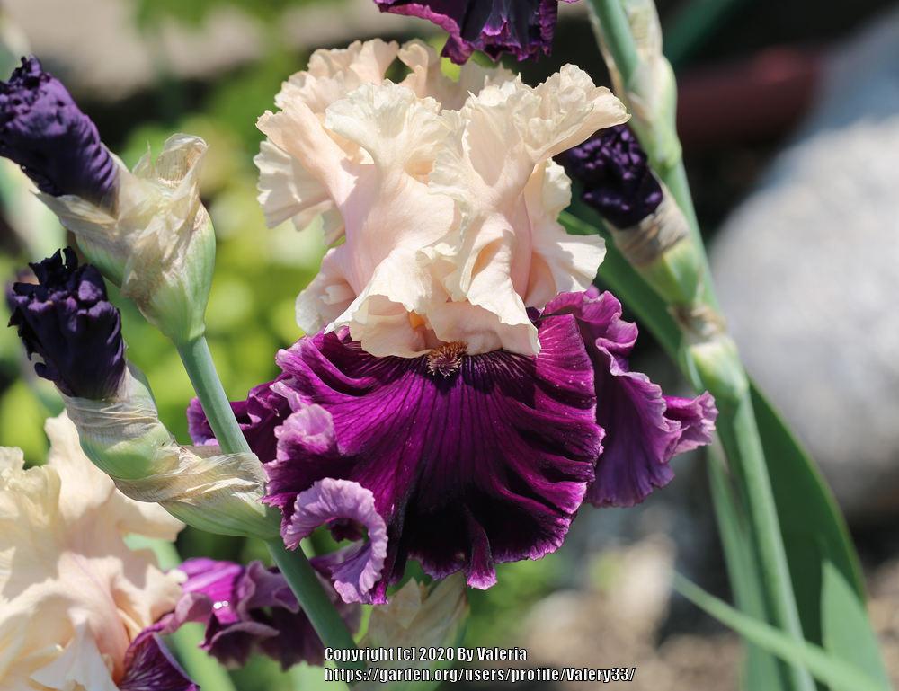 Photo of Tall Bearded Iris (Iris 'Jamaica Me Crazy') uploaded by Valery33
