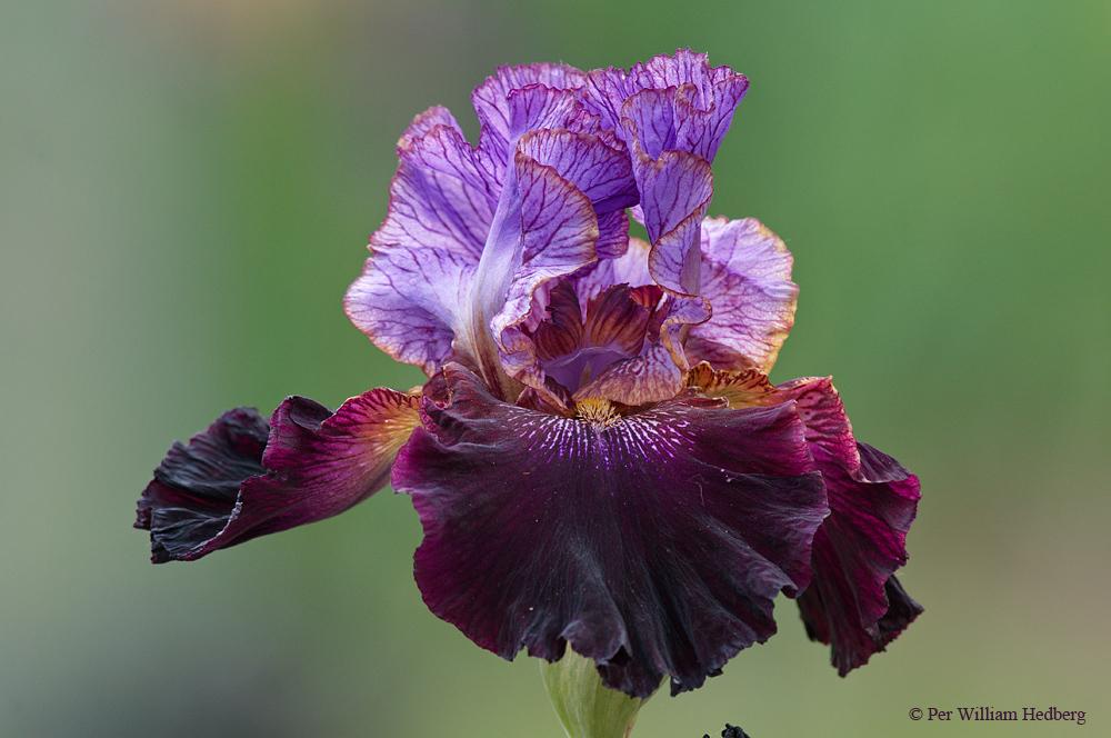 Photo of Tall Bearded Iris (Iris 'One of a Kind') uploaded by William