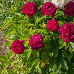 Location: Peony Garden at Nichols Arboretum, Ann Arbor, Michigan
Date: 2016-06-08
Philippe Rivoire peony - The lone plant in the collection is rath