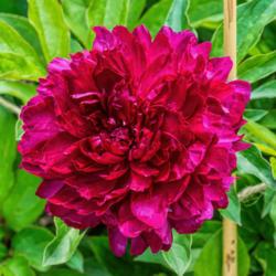 Location: Peony Garden at Nichols Arboretum, Ann Arbor, Michigan
Date: 2015-06-09
Philippe Rivoire peony - At its best a rich dark red with purple 