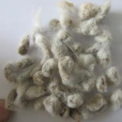 Location: indoors Toronto, Ontario
Date: 2020-03-09
Levant Cotton (Gossypium herbaceum) seeds.