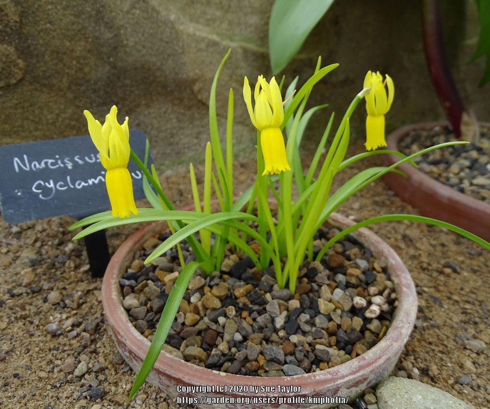 Photo of Cyclamen Daffodil (Narcissus cyclamineus) uploaded by kniphofia